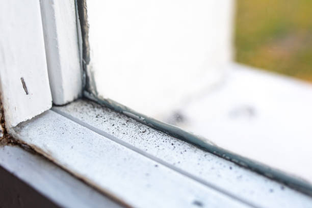 Best Mold Documentation for Insurance Claims  in Bennett, CO